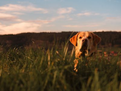 Funny domestic dog standing between meadow with green grass and blue heaven